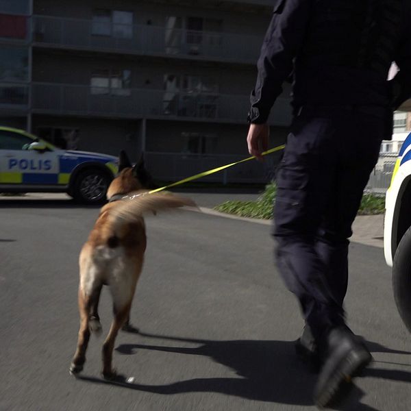 Polisen letar droger med hjälp av hundar