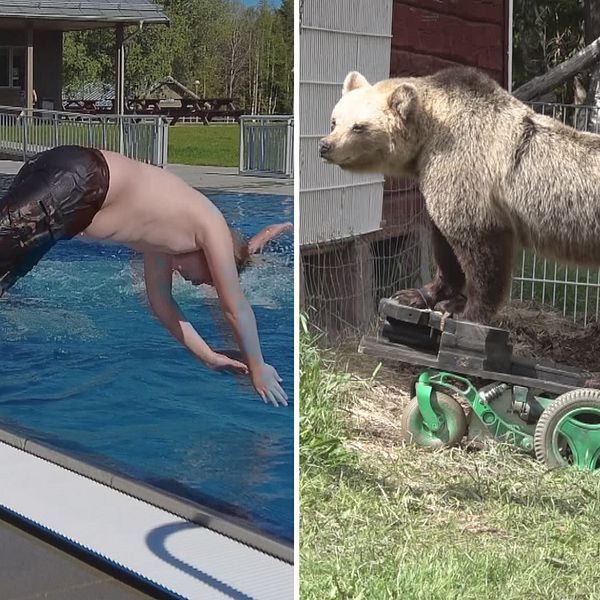 Reporter Anders Hansson, en kille som dyker ner i en pool och en permobjörn på en mässa.