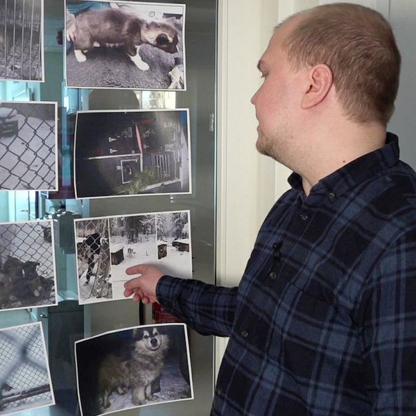 SVT:s reporter Viktor Lundmark visar upp bilder av omhändertagna draghundar.
