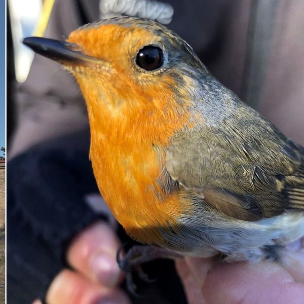 Magnus Grylle, chef på Falsterbo fågelstation och en rödhake