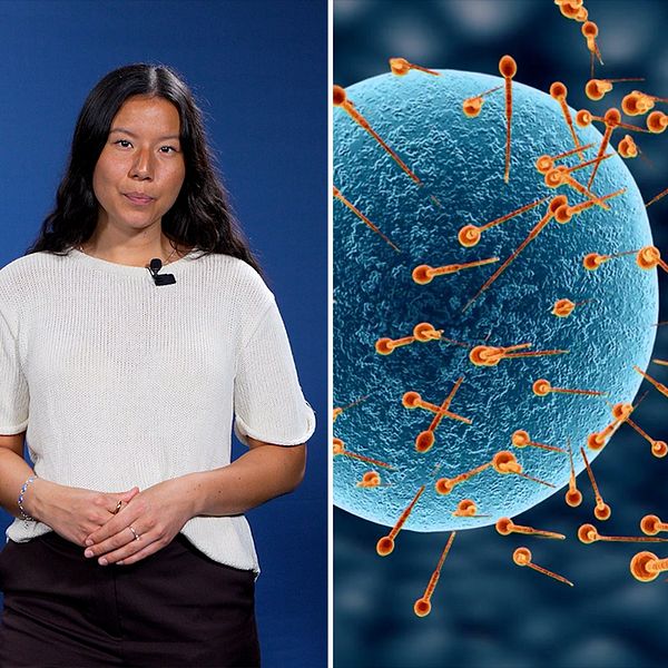 Bilden föreställer en kvinnlig reporter, en grafisk representation av en äggstock, spermier och ett ägg.