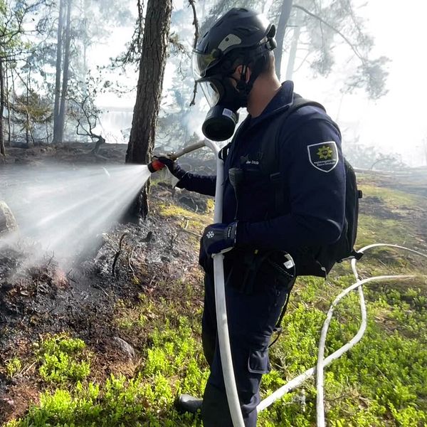 Brandman släcker glöd på mark efter skogsbrand, grönska och svedd mark syns i bakgrunden.