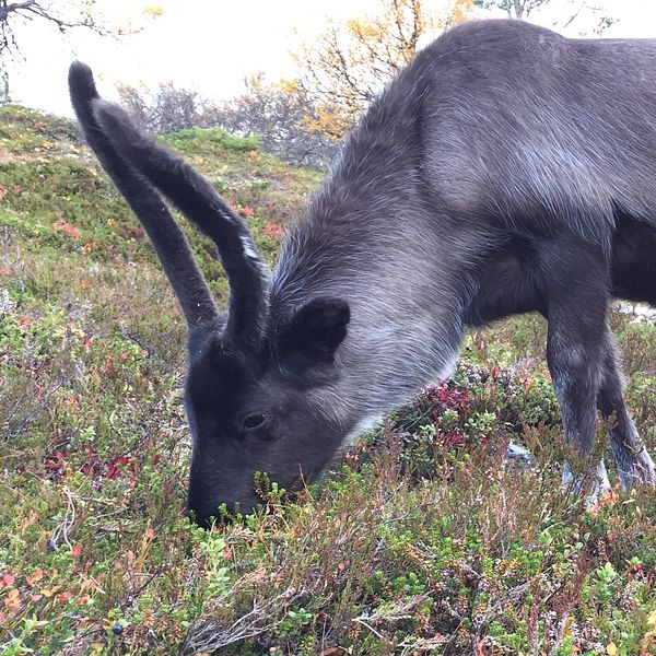 En bild ren som betar bredvid en bild på Martina Jonsson med ett fjäll i bakgrunden