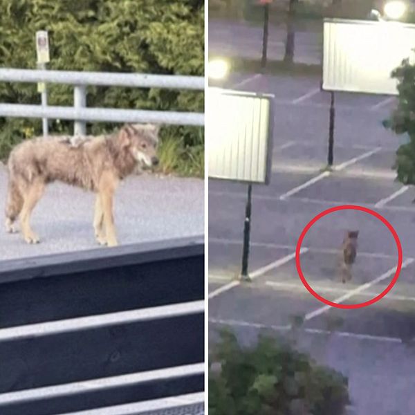 Tredelad bild. Till vänster: bilinteriör med springande varg framför bilen. I mitten: en varg vid vägräcke. Till höger: varg på parkering.