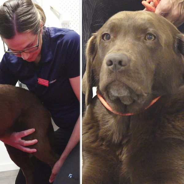Bild på hunden Peggy och Madelena Jonsson, fysioterapeut som undersöker hunden.