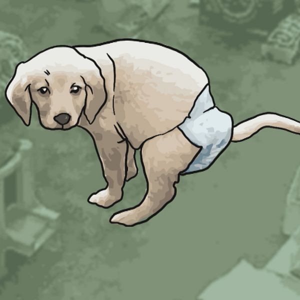 Smutsiga trappor med djurbajs som städas och illustration av en hund med blöja.