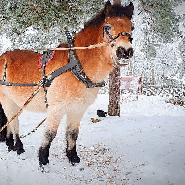 Gyllenbrunvit häst fastspänd mot en liten plogsläde gjord av lastpall med djurskötare på. Allt i snö.