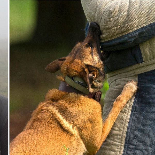 kvinna med mörka glasögon, hund som biter man i väst