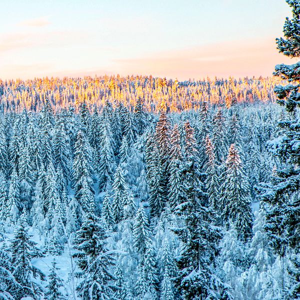 Äldre skallig man med glasögon och blå tröja och skjorta. Till höger vybild över granskog vinter