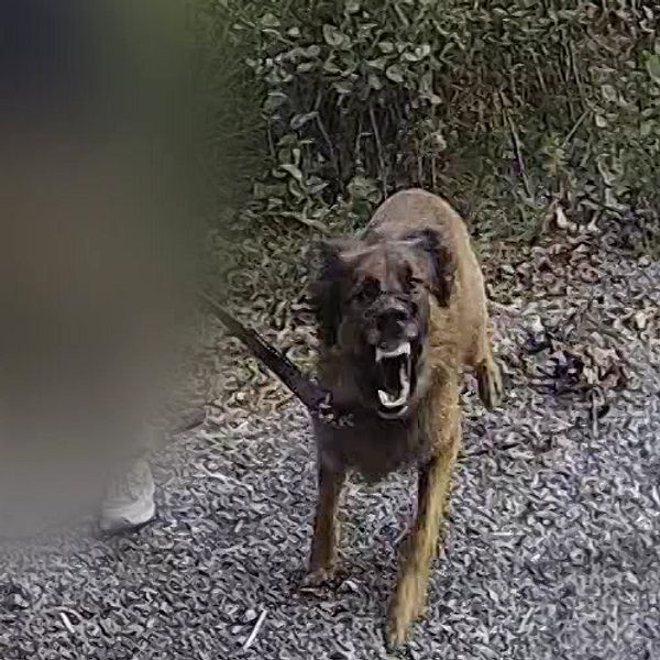 Hund attackerar polis vid ingripande, person i bilden är suddad.