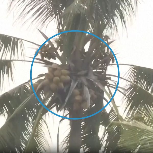 Golfboll fastnar i palmträd