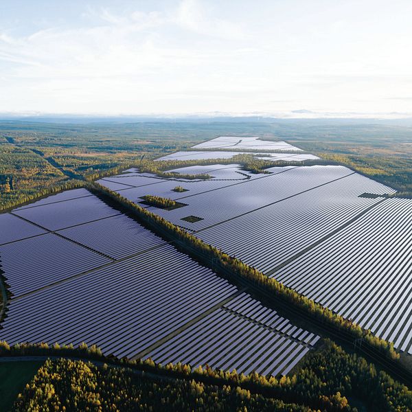 Ett stort fält med solceller mitt i skogen.