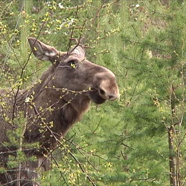 en älg