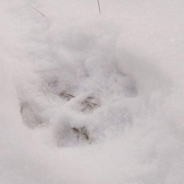 Rovdjursspårare i skogsmiljö, i tvådelad bild som visar vargspår i snö.