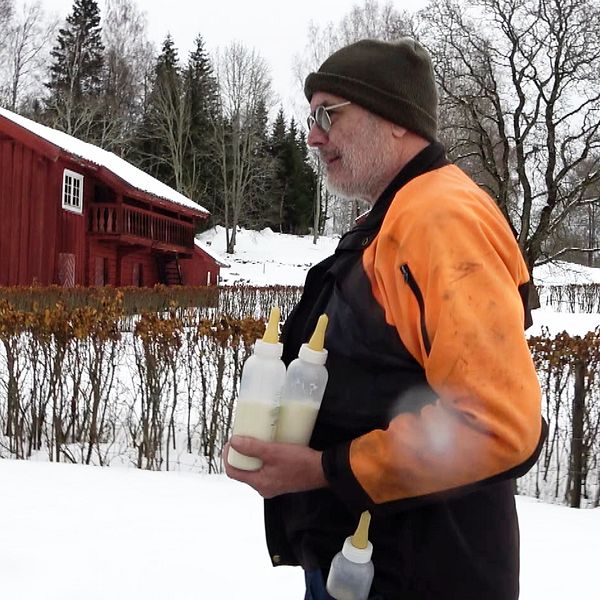 Tre lammungar som diar ur nappflaskor. En man med fyllda nappflaskor i händer och i fickan.