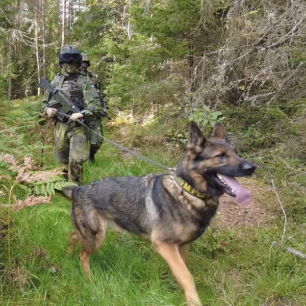 Flygbassäkerhetssoldater går patrull med hund i skogen.