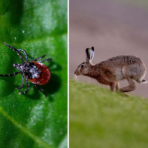 Tre bilder: Sork, fästing och hare.