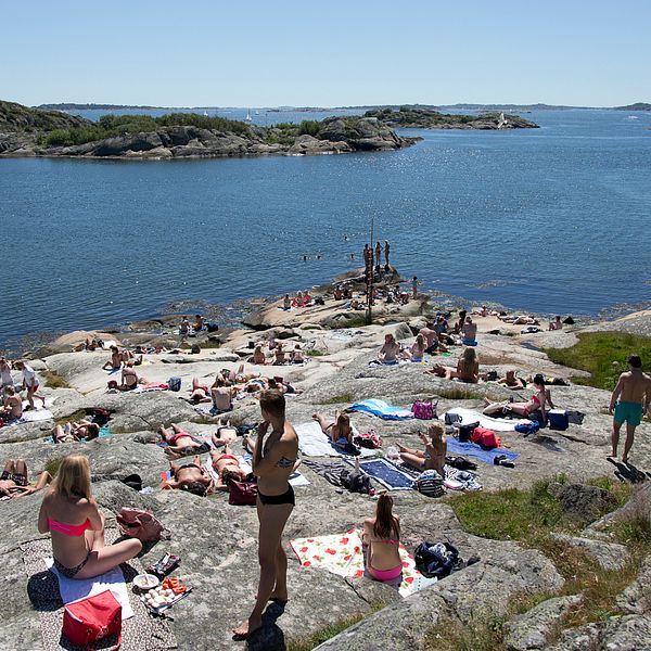 Klängmanet i närbild och badgäster på klippor vid Västkusten en solig dag.