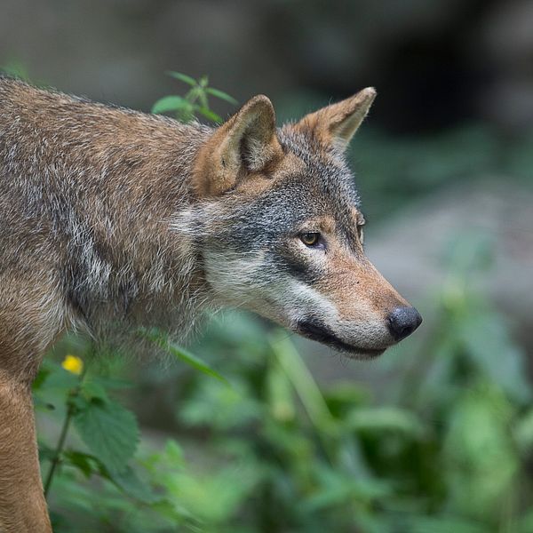 Fyra gårdar i nordvästra Östergötland har nu drabbats av vargattacker. Bilden är en arkivbild.