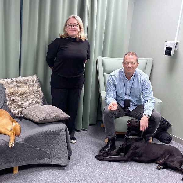 Anna Lindström i mitten tillsammans med hundförarna Robert Lindström, Karl Persson, jaktlabradoren Doffe och labradoren Mulle.