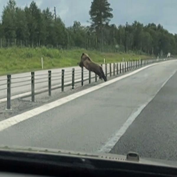 En björn hoppar över mitträcket på E4 i Luleå.