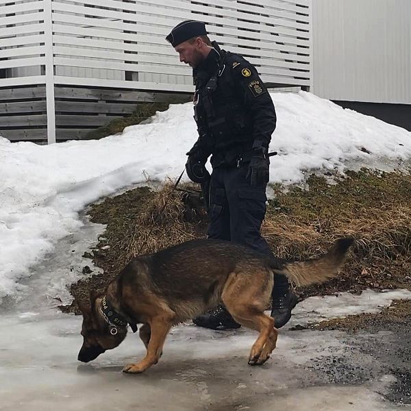 Polishund som söker.
