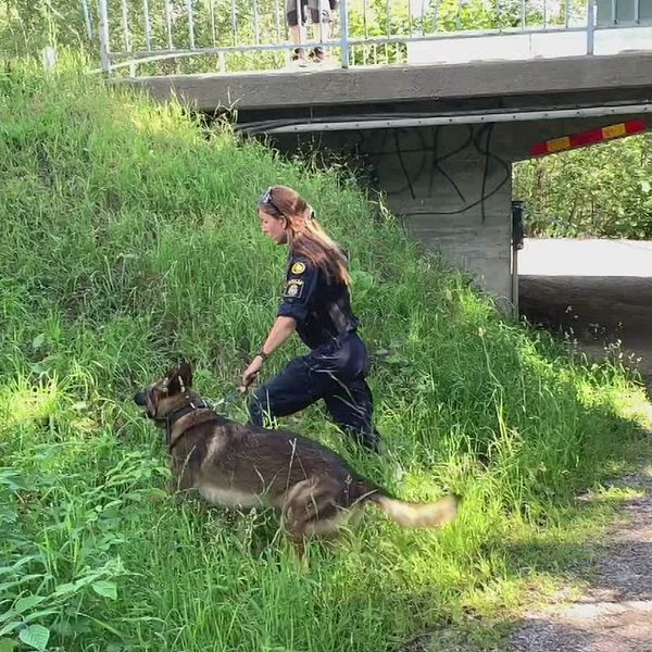 till vänster: Patric Sellén, reporter SVT Västernorrland, till höger: Polis med hund som går upp för en backe i sökande efter spår i utreningen kring mordförsöken i Sidsjö sommaren 2023