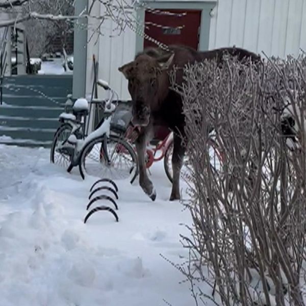 Carl Tillenius i Eskilstuna står på sin tomt och från hans videoklipp ser vi en älg som springer mot honom.