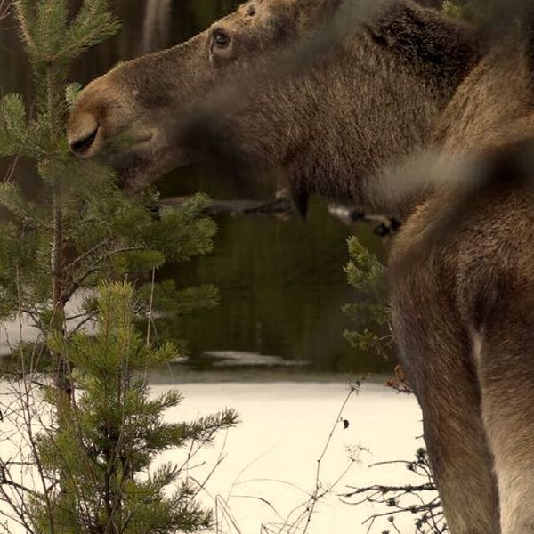 porträtt på Johan Erhag, och en bild på en älg som äter på en granplanta