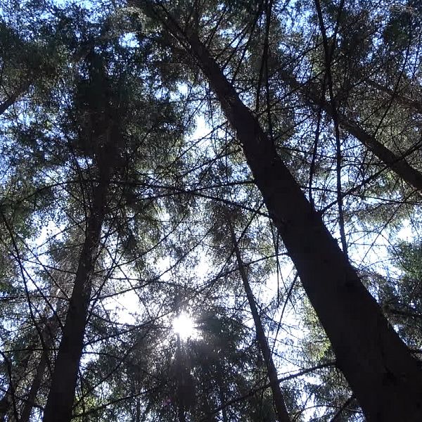 Skog och Jesper Agrelius klimatutvecklare på Länsstyrelsen.