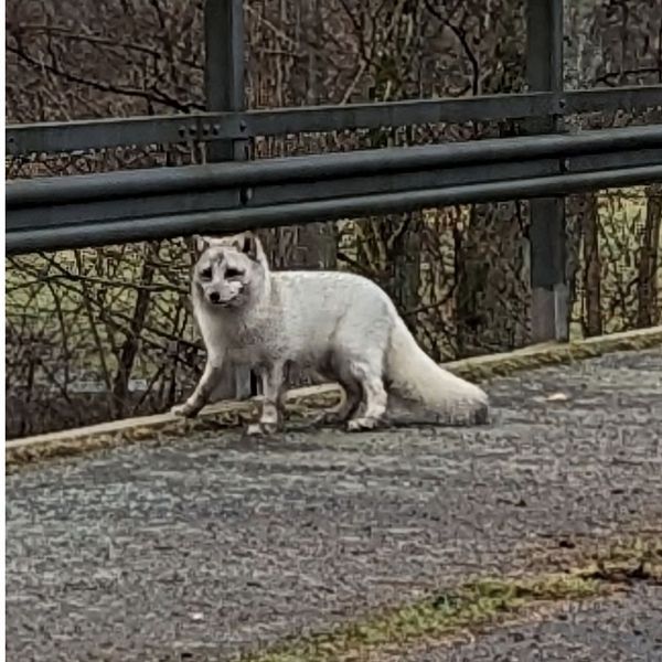 Fjällräv på väg