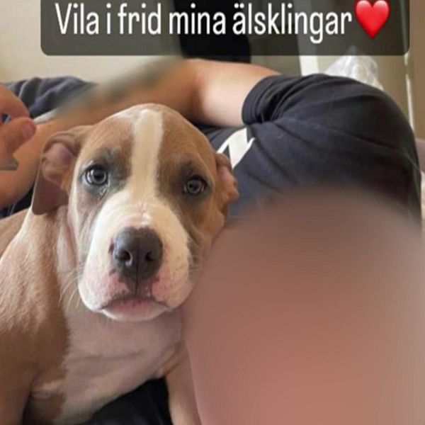 Polis vid lägenhet i Södertälje och en hund i sängen med en person i bakgrunden