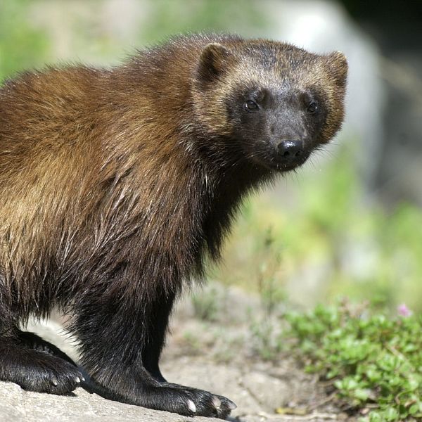 ALT-text: En järv sitter på en sten, vänd mot kameran. Pälsen är mörkbrun med ljusare nyanser på sidorna, och den omgivande miljön har grön vegetation i bakgrunden.