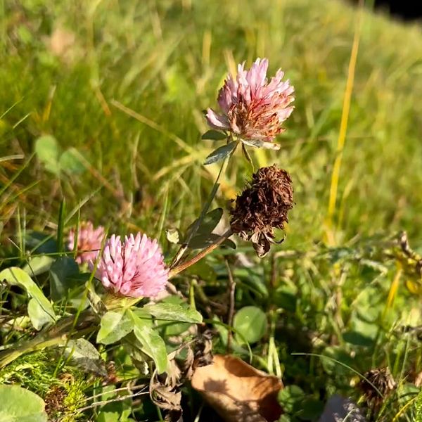 En delad bild som visar två sektioner. Den vänstra sektionen visar en person från bröstet och uppåt, med en neutral bakgrund. Den högra sektionen visar en närbild av flera klöverblommor med rosa och bruna detaljer, som växer i en grön gräsmatta.