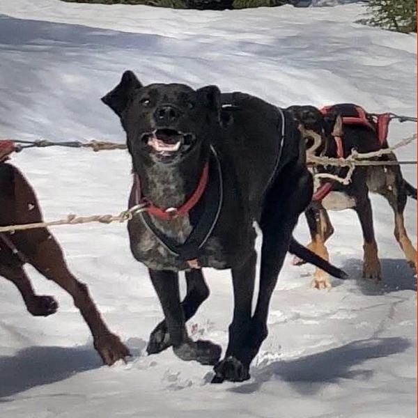 Tvådelad bild. Vänster: Krockade fordon på snöig väg. Höger: Hundspann i vinterlandskap.