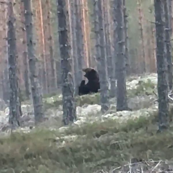 en man i keps och en björn sittandes i en skog