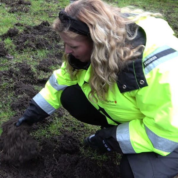 Delad bild: Till vänster skuttar ett vildsvin över en gräsmatta med buskar i bakgrunden. Till höger undersöker en person i gul skyddsklädsel en lerig gräsyta för skador.