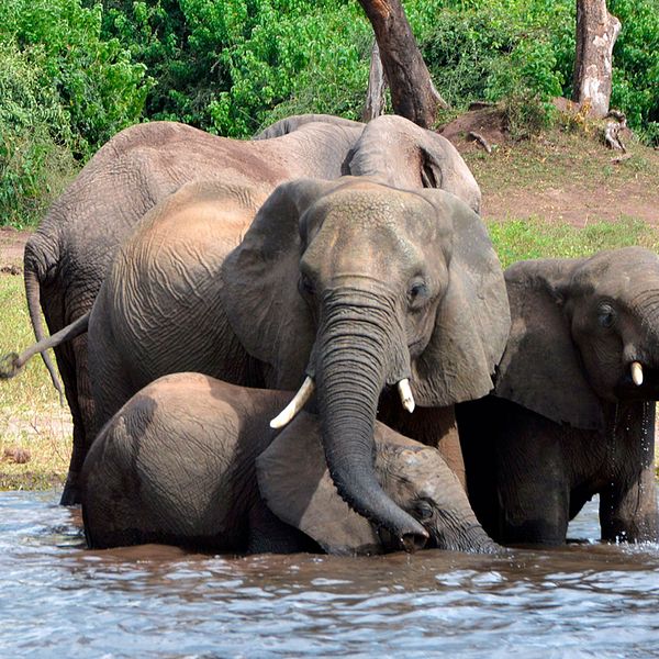 Tvådelad bild. Botswanas president Mokgweetsi Masisi tittar mot elefanter.