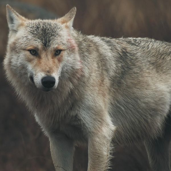 Naturvårdshandläggaren Martin Broberg på Länsstyrelsen i Halland och en varg.