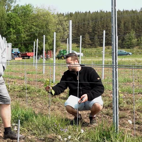 Roland Andersson och sonen Niklas Vissing, två män i en vinodling.