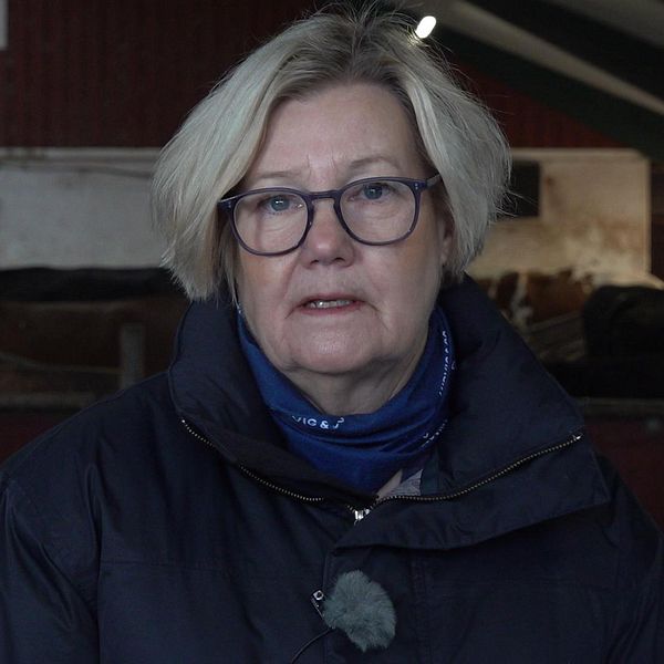 En traktor kör på ett fält. Bredvid fältet går en väg. Gräset är grönt och det är sommar eller vår. Bredvid en bild på Cecilia Bengtsson, ekonomirådgivare. Hon står i en ladugård.