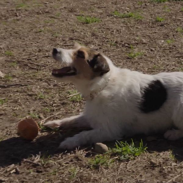 Jennifer Wegerup rapporterar från Italien och en hund med en boll