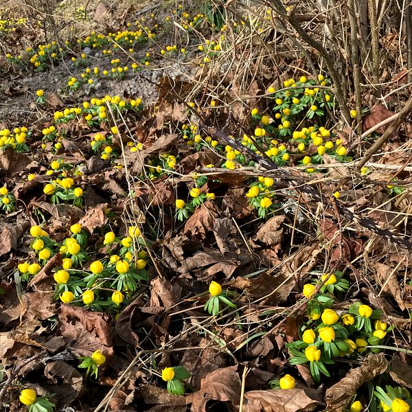Delad bild. Till vänster: Nils Holmqvist i kavaj. Till höger: Blomning av gula vårblommor i ett buskage.