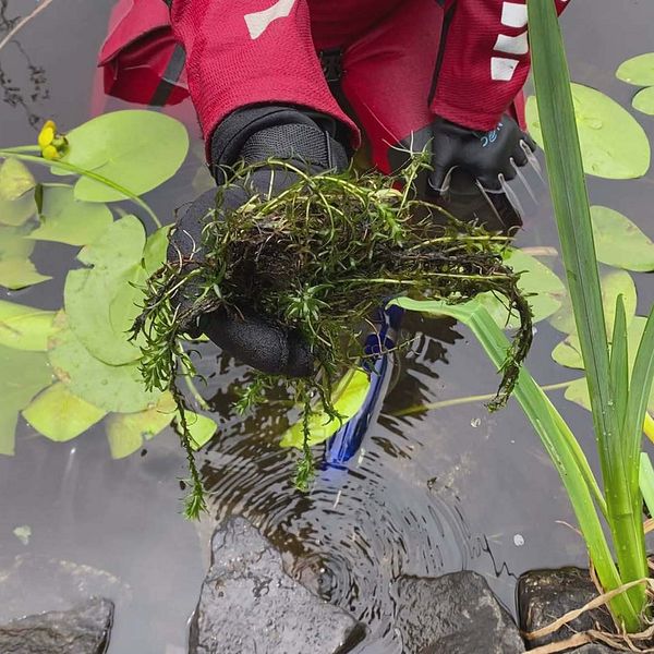 Kent Lindqvist iklädd mössa med länsstyrelsens logotyp, en person sitter i vattnet med vattenpest i handen