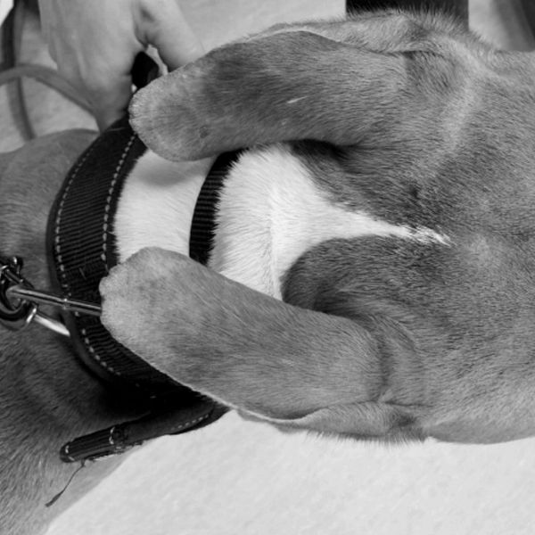 Hund kastades från Balkong på tredje våningen