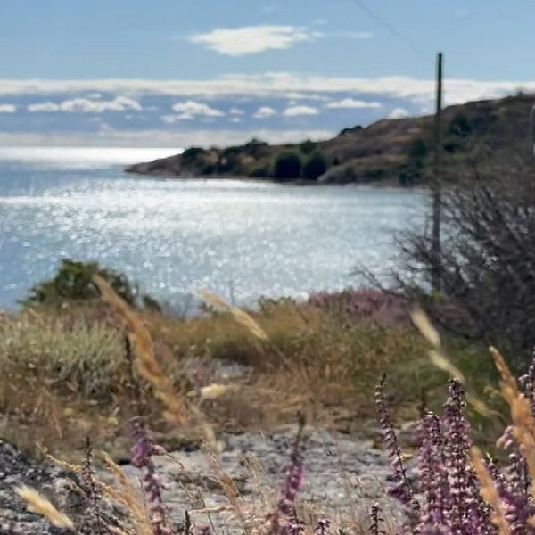 Linus Källgård framför naturreservatet Biskopshagen vid havet