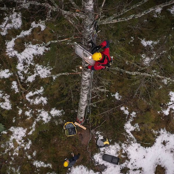Vänster sektion visar en person klädd i traditionell samedräkt med detaljerat broderade tyger och huvudbonad. Höger sektion visar en människa i hjälm, en aktivist, som klättrar uppför ett träd med säkerhetsutrustning och en motorsåg, omgiven av snötäckt mark.