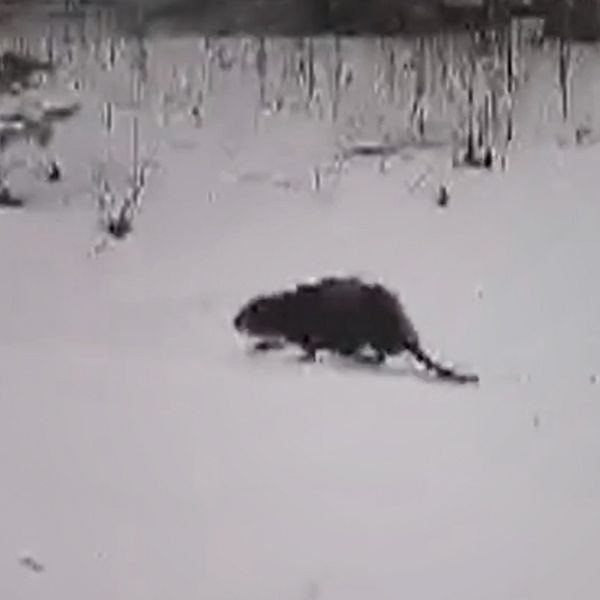 Kenta Turtiainen och hunden Nala har flera gånger stött på en bäver på sin promenad runt om Storfors.