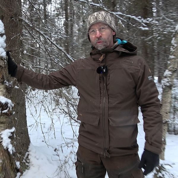 Vitryggig hackspett och Johan Kristoffersson, Svenska kyrkan, i skogen i Luleå.