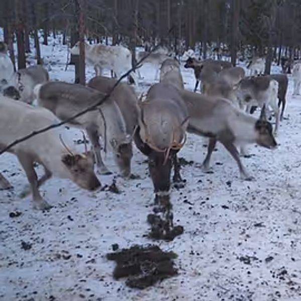 En delad bild som visar en person i vinterkläder med hörselskydd till vänster och en flock renar som betar på snöigt underlag till höger.